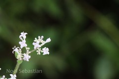 Neanotis tubulosa